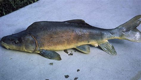 Colorado River fish recovering | Kingman Daily Miner | Kingman, AZ