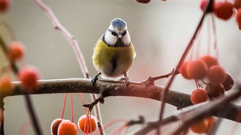 Sieger der NABU Aktion Stunde der Wintervögel in RLP SWR Aktuell