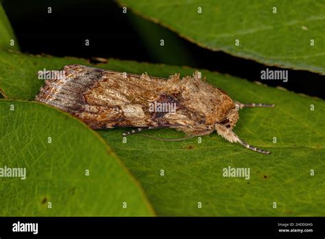 Male Adult Moth Of The Species Spodoptera Cosmioides Stock Photo Alamy