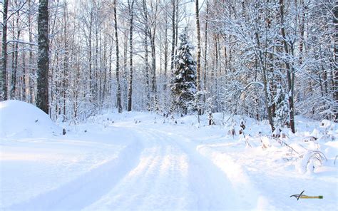 Papel De Parede Rvores Panorama Floresta Neve Inverno