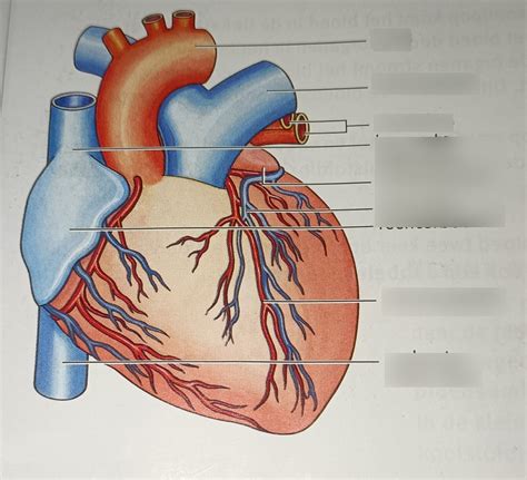 Diagram BI H3 Hart Buitenkant Quizlet