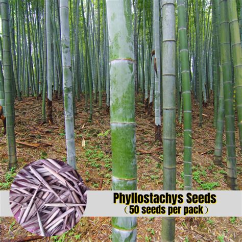 Fast Growing Pcs Anxi Pubescens For Planting Moso Bamboo Plants