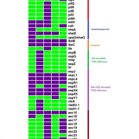 Hydrogen Sulfide H S Producing Variants Of Escherichia Coli