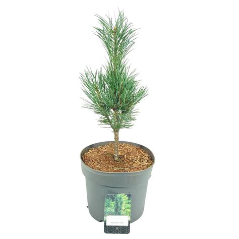 Pinus Sylvestris Fastigiata — Plant Wholesale Floraccess
