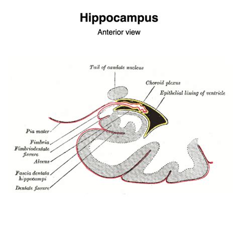 Hippocampal Formation Anatomy