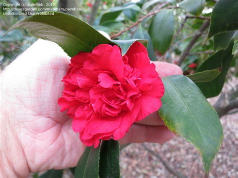 Plantfiles Pictures Common Camellia Japanese Camellia Fircone