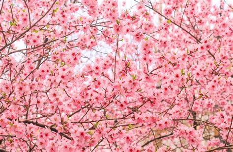 Free Photo Beautiful Cherry Blossom