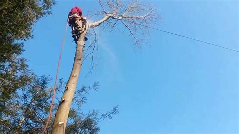 Stihl Climbing Chain Sawtopping Hickory Tree Youtube