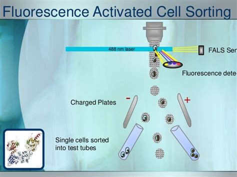 Fluorescence Activated Cell Sorter Facs