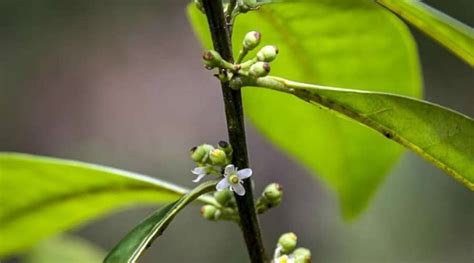 Scientists Rediscover Tree Species Unseen For 185 Years Arabian Daily