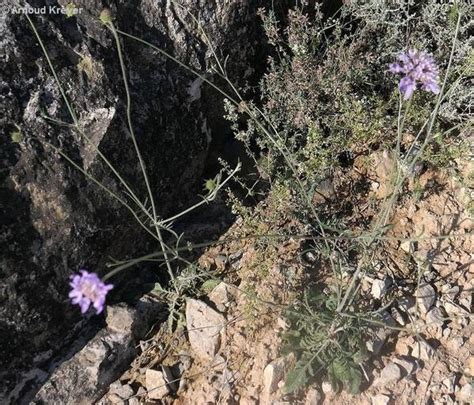 Scabiosa Columbaria Flores De Los Caminos A Santiago