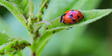 How To Get Rid Of Aphids Permanently Control And Keep Them Away Embracegardening