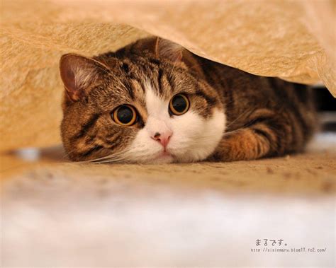 Maru Cat Wallpapers Top Free Maru Cat Backgrounds Wallpaperaccess