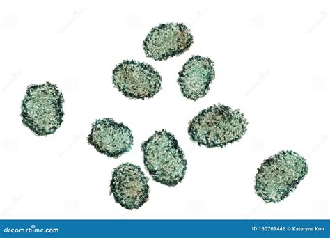 Spores of Stachybotrys Chartarum Mould Stock Illustration ...