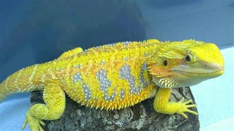 Bearded Dragon Beardeddragonpet Bearded Dragon Colors Bearded