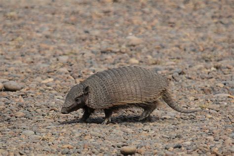 Tatou Animaux P Ninsule Vald S Patagonie Argentine Patagonie