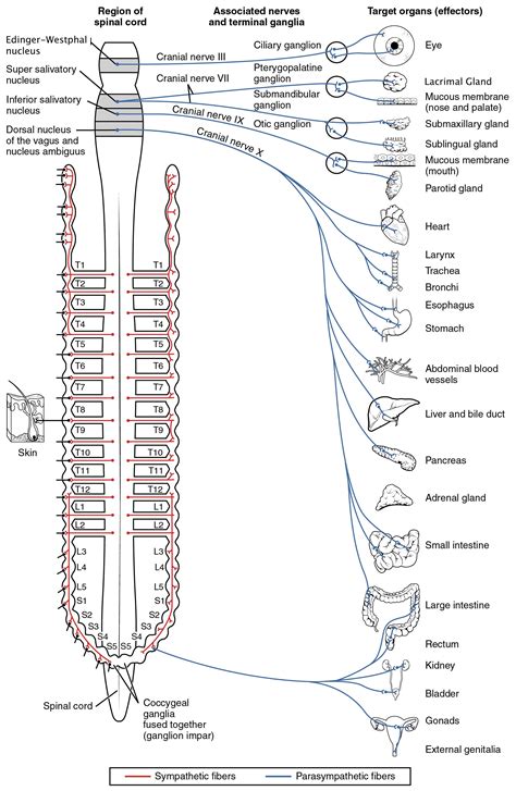 Parasympathetic Craniosacral Division