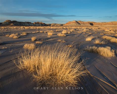 Glowing Grasses Az14129 Gary Alan Nelson Photography