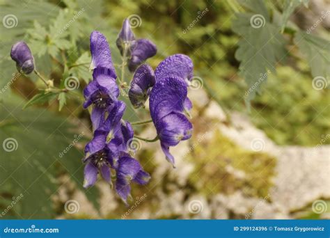 Tojad Aconitum Sp Monkshood Stock Photo Image Of Bane Wildflower