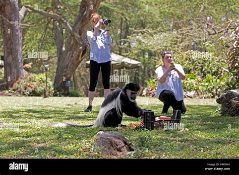 Tourists Photographing Colobus Monkeys Elsamere Lake Naivasha Kenya