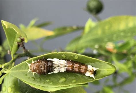 Citrus Swallowtail Caterpillars Everything You Need To Know Whats That Bug