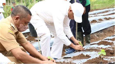 Panen Dan Tanam Cabe Perdana Oleh Gubernur Vbl Di Desa Kabalidana Kab