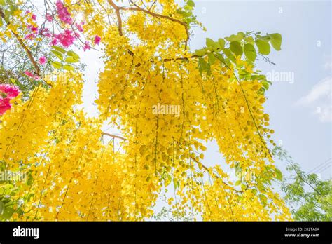 Golden Shower Cassia Fistula Purging Cassia Indian Laburnum Or