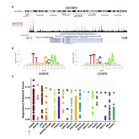 Transcription Factor Prediction Of Igf2bp2 A Visual Presentation Download Scientific