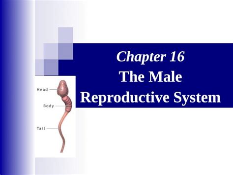 Ppt Chapter 16 The Male Reproductive System The Reproductive System