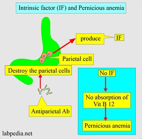 Intrinsic Factor Antibody IF Ab Labpedia Net