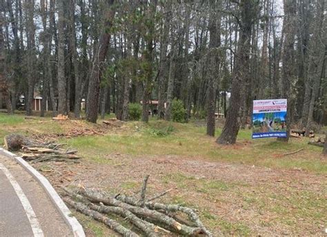 En Protegieron M S De Mil Hect Reas Del Gusano Descortezador