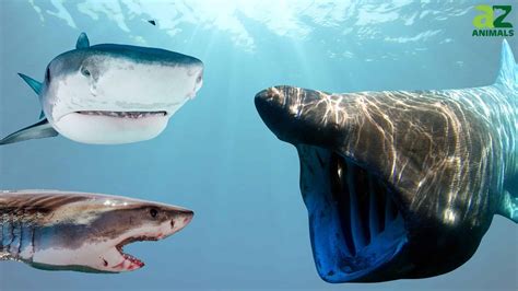 The Top 10 Biggest Sharks In The World A Z Animals