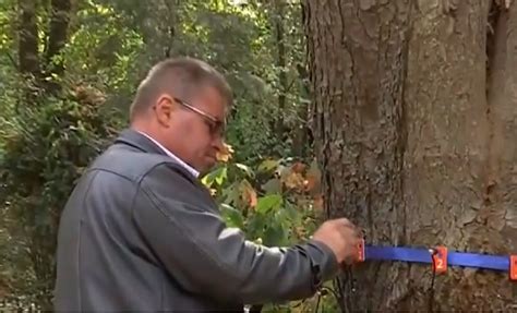 Copacii Din Parcul Ce G Zduie Te Operele Lui Br Ncu I Analiza I Cu Un