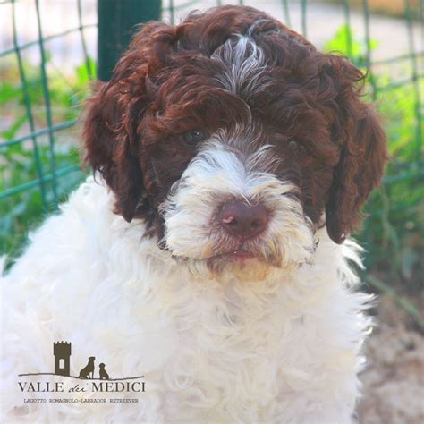 In Arrivo Cuccioli Lagotto Romagnolo Allevamento Valle Dei Medici