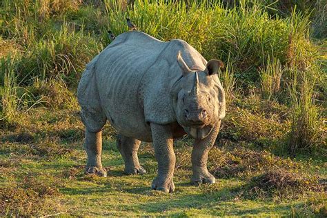 Nepal's Image: One Horn Rhino