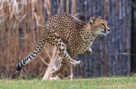 Sarah The Cheetah, World's Fastest Land Animal, Dies At 15 : The Two ...