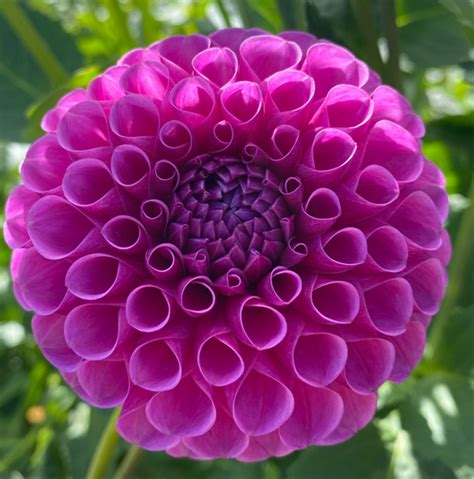 Narrows Brett Connells Dahlias