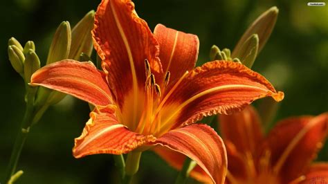 Tiger Lily Wallpapers Wallpaper Cave