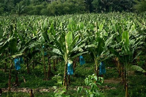 Kebun Pisang Kebun Pisang