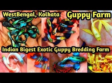 Guppy Fish Guppy Fish Farming In Kolkata Exotics Gappy Farm