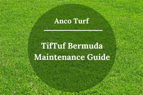 Tiftuf Bermuda Maintenance Guide Tiftuf Price Anco Turf