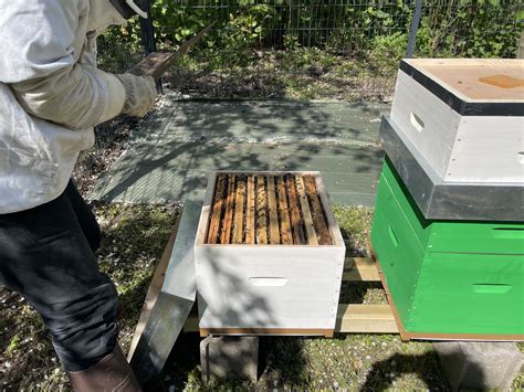 Les Abeilles Nouvelles Locataires De Lopal Opal Office Public De