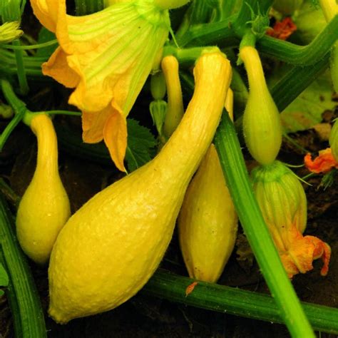 Early Summer Crookneck Squash