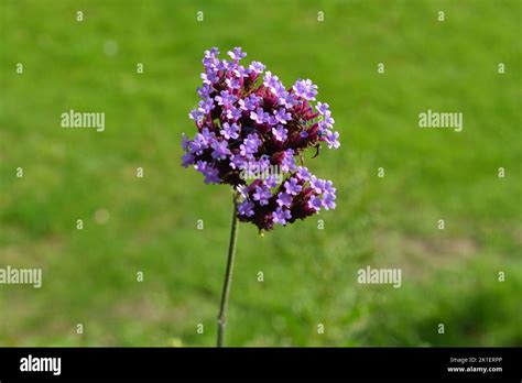 Verbena Bonariensis Plant Garden Nature Stock Photo - Alamy