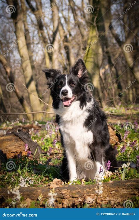 Border Collie Sitzt In Den Blumen Im Wald Stockfoto Bild Von Hund