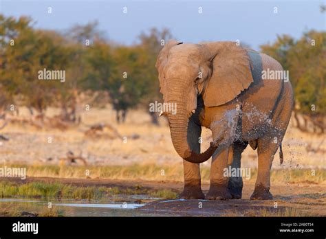 Afrikanischer Elefant Loxodonta Africana African Bush Elephant