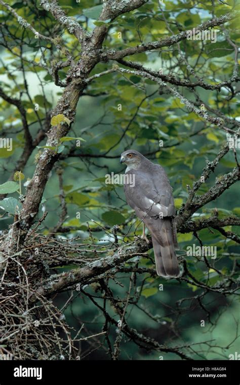 Eurasian Sparrowhawk Accipiter Nisus At Nest Stock Photo Alamy