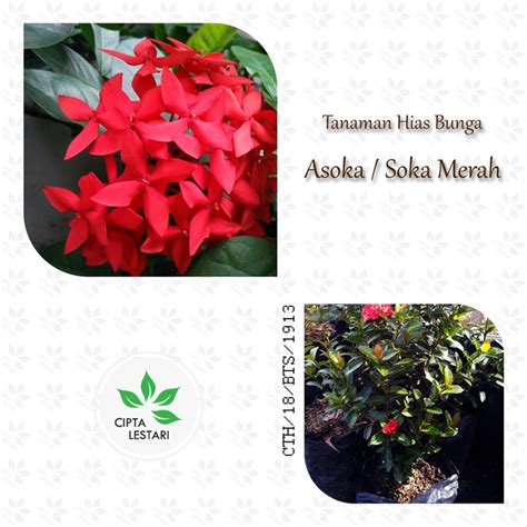 Jual Tanaman Hias Bunga Asoka Soka Merah Pohon Cipta Lestari Herb Di