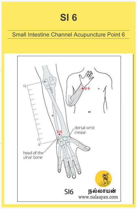 SI 6 Acupuncture Point - The Good Shepherd - Medium