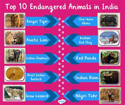 Endangered Animals List In India 2024 - Veda Jenine